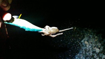 ライトゲームでキビレ、餌釣りではカサゴなど