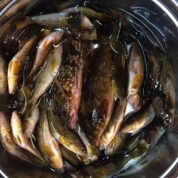 アブラメ新子＆根魚