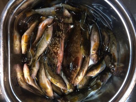 アブラメ新子＆根魚