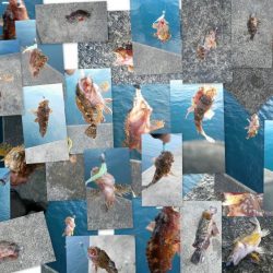 ヒラメがつれました。