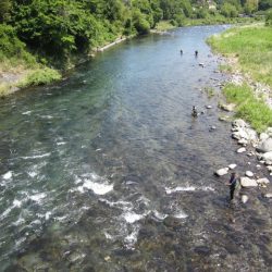 狩野川(狩野川漁業協同組合) 釣果
