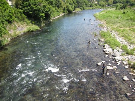 狩野川(狩野川漁業協同組合) 釣果