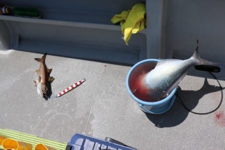 へいみつ丸 釣果