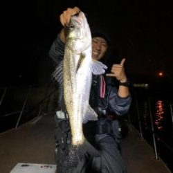 シーマジカル 釣果