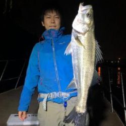 シーマジカル 釣果