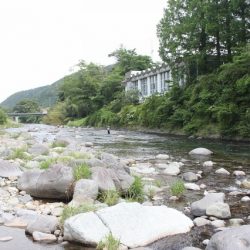 狩野川(狩野川漁業協同組合) 釣果