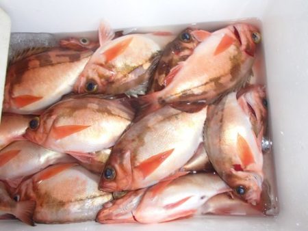 第二むつ漁丸 釣果