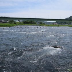 狩野川(狩野川漁業協同組合) 釣果