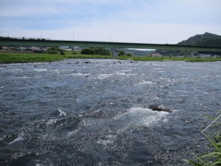 狩野川(狩野川漁業協同組合) 釣果