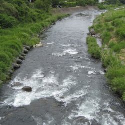 狩野川(狩野川漁業協同組合) 釣果