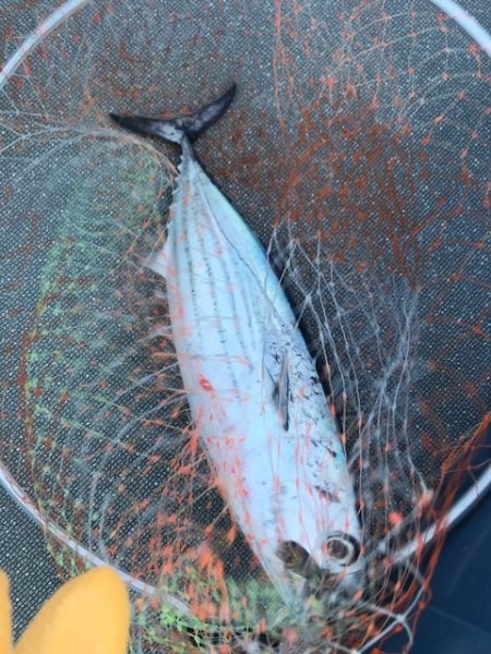 へいみつ丸 釣果