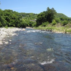 狩野川(狩野川漁業協同組合) 釣果