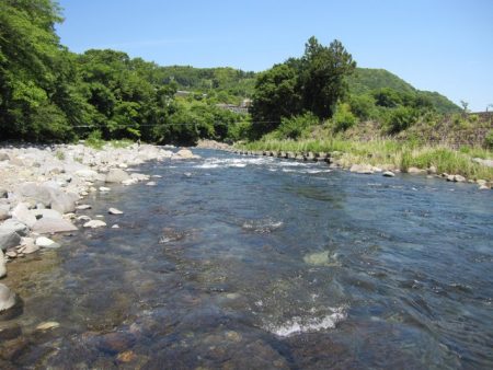 狩野川(狩野川漁業協同組合) 釣果