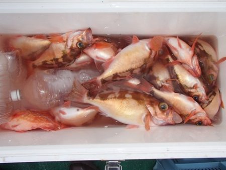 第二むつ漁丸 釣果