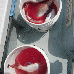 遊漁船ブルーウッズ 釣果