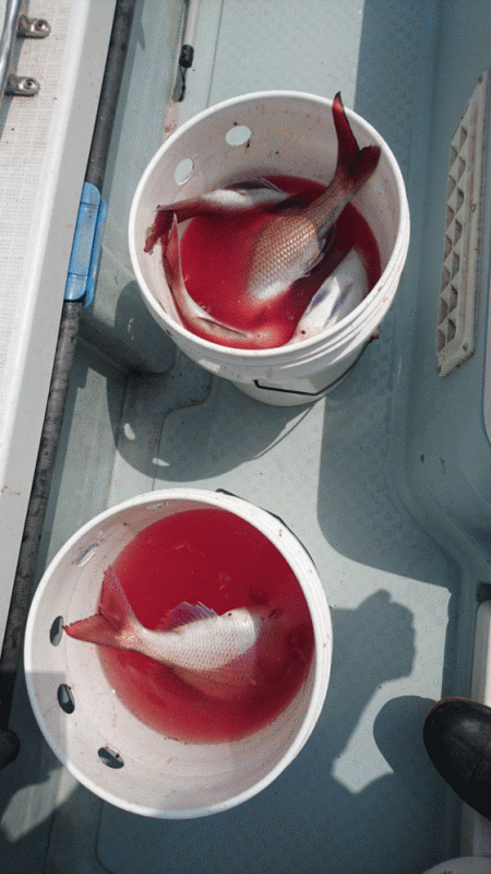 遊漁船ブルーウッズ 釣果