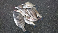 まこと渡船 釣果