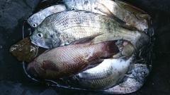 まこと渡船 釣果