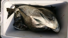 まこと渡船 釣果