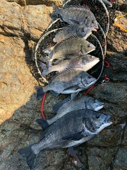 まこと渡船 釣果