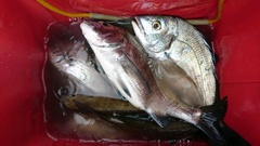 まこと渡船 釣果