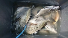 まこと渡船 釣果