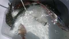 まこと渡船 釣果