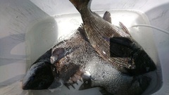 まこと渡船 釣果