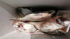 まこと渡船 釣果