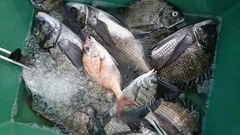 まこと渡船 釣果