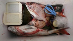 まこと渡船 釣果