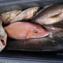 遊漁船 新鋭丸 釣果