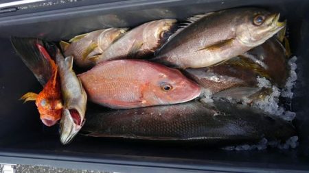 遊漁船 新鋭丸 釣果