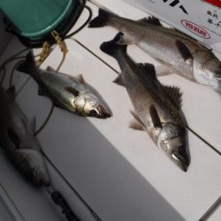 ＢｌｕｅＮｏｔｅ　Ｆｉｓｈｉｎｇ　Ｔａｘｉ 釣果