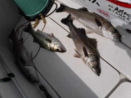 ＢｌｕｅＮｏｔｅ　Ｆｉｓｈｉｎｇ　Ｔａｘｉ 釣果