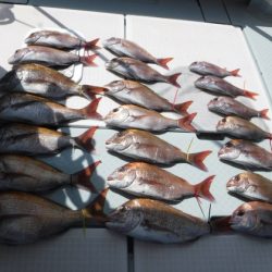 遊漁船 幸友丸 釣果