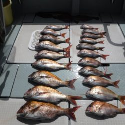 遊漁船 幸友丸 釣果