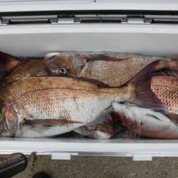 大進丸（新潟） 釣果