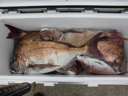 大進丸（新潟） 釣果