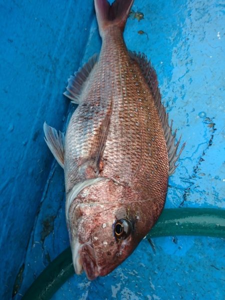 龍神丸（福井） 釣果