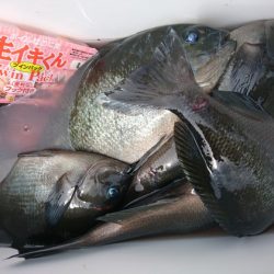 千津丸 釣果