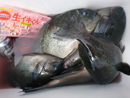 千津丸 釣果