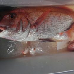 遊漁船 新鋭丸 釣果