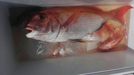 遊漁船 新鋭丸 釣果