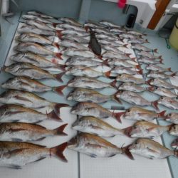 遊漁船 幸友丸 釣果