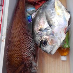 遊漁船 新鋭丸 釣果