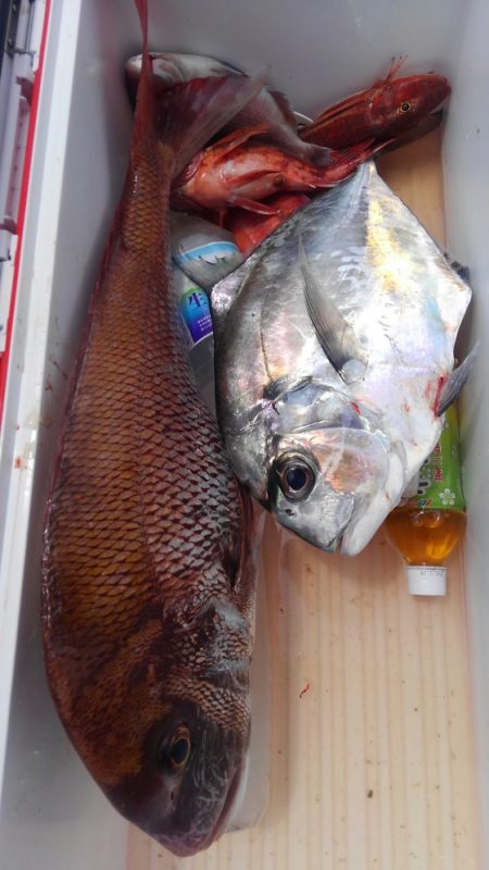 遊漁船 新鋭丸 釣果