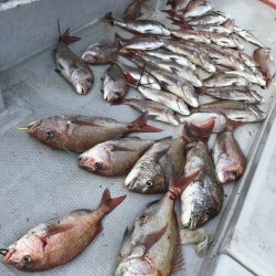 寿裕 （YOSHIHIRO） 釣果