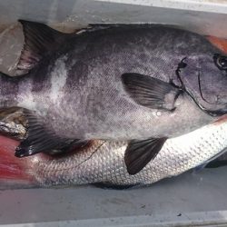 しば渡船 釣果