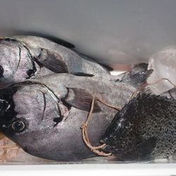 しば渡船 釣果